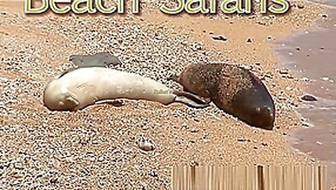 Rafians Beach Safaris 22 Rafians Beach Safaris 22