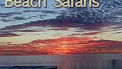 Beach Safaris 33 Beach Safaris 33